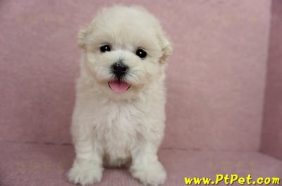 03/31奶油色馬爾泰迪母幼犬2號(屏東市)4