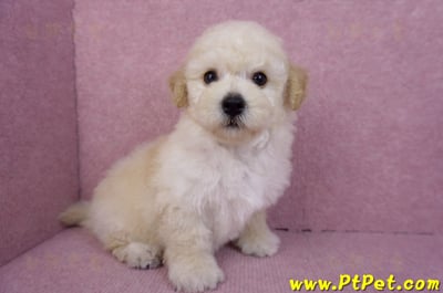 09/12泰迪比熊母幼犬2號(高雄)5