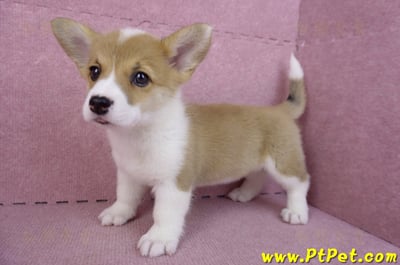 10/13雙色柯基犬母幼犬3號(台南北區)8