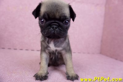 09/08巴哥母幼犬2號(桃園楊梅)3