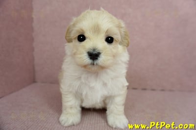 2/23奶油色馬爾泰迪公幼犬(屏東市)3