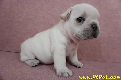 04/18奶白色法國鬥牛公幼犬3號(新竹竹東)4