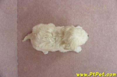 11/08泰迪比熊公幼犬1號(屏東東港)9