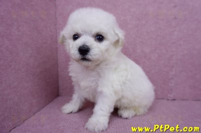 07/22比熊犬公幼犬3號(台北北投)8