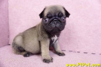 09/08巴哥公幼犬1號(新北樹林)3