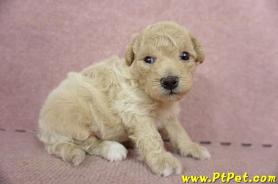 06/04泰迪比熊公幼犬2號(新北新莊)3