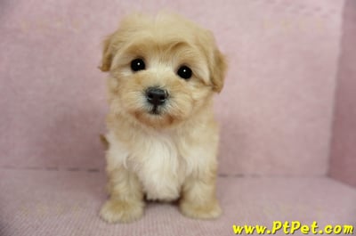 2/14奶油色馬爾泰迪 II 母幼犬(台中北屯)3