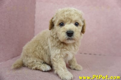 11/08泰迪比熊公幼犬3號(新北新店)4