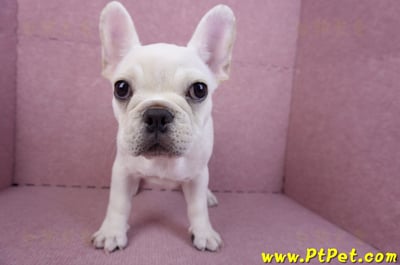 07/25奶油色法國鬥牛母幼犬(ASHTON, MD, USA)3