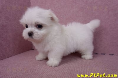 06/26迷你型馬爾濟斯公幼犬1號(台北南港)9