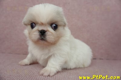 12/28北京狗母幼犬(桃園龍潭)1