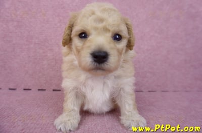 04/01泰迪比熊公幼犬2號(高雄前鎮)1