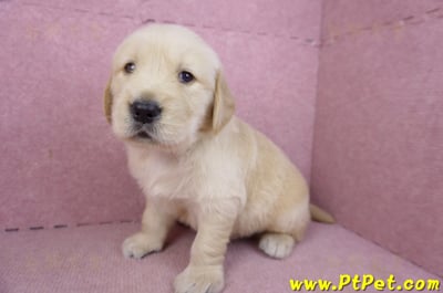 03/12黃金獵犬公幼犬1號(新北三重)5