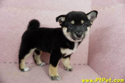 05/14黑色柴犬母幼犬2號(嘉義中埔)7