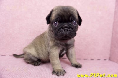 06/23巴哥公幼犬(新竹竹東)6