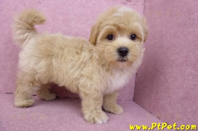 08/06奶油色馬爾泰迪公幼犬1號(桃園中壢)8