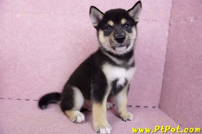 07/05黑色柴犬公幼犬(新北新莊)5