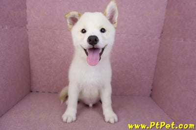 07/22白色柴犬公幼犬(新竹新埔)3