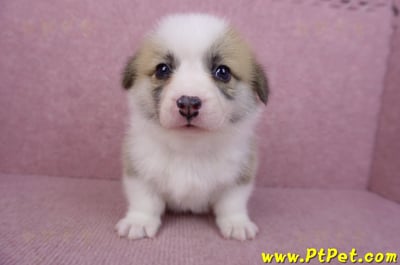 06/21雙色柯基犬公幼犬1號2