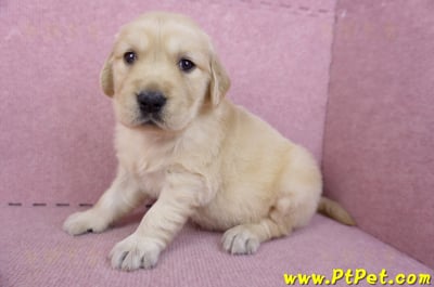 11/14黃金獵犬母幼犬4號(桃園八德)5