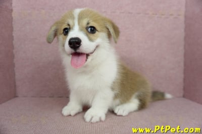 02/09雙色柯基犬母幼犬(屏東九如)13