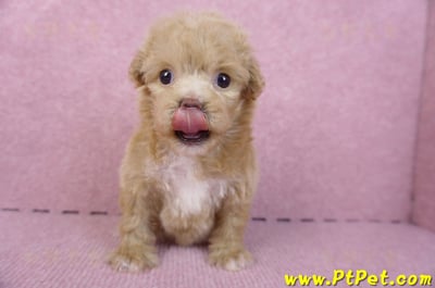 10/13泰迪比熊母幼犬(高雄小港)1