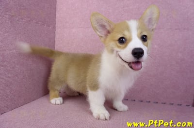 05/27雙色柯基犬公幼犬(台中西屯)10