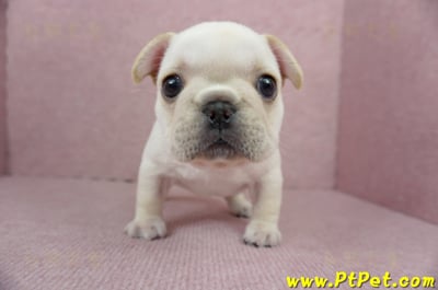 01/14奶油色法國鬥牛母幼犬(高雄三民)3