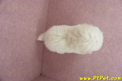 03/31奶油色馬爾泰迪母幼犬(桃園蘆竹)14