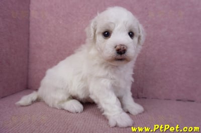 02/14比熊犬公幼犬2號3