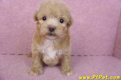 10/13泰迪比熊母幼犬(高雄小港)3