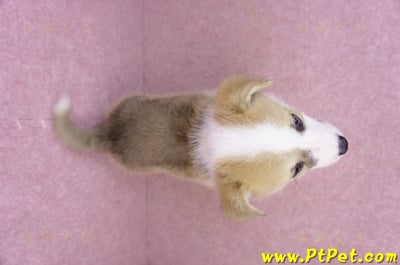 06/21雙色柯基犬公幼犬(台北)12