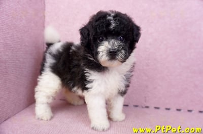 07/10迷你型花貴賓母幼犬2號(台南中西)4