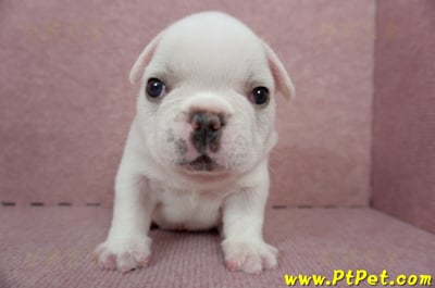 04/18奶白色法國鬥牛公幼犬(新北板橋)1