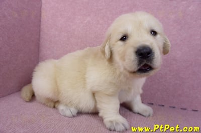 11/14黃金獵犬公幼犬2號(新北三重)3