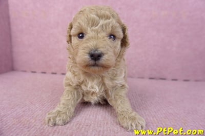 02/18泰迪比熊母幼犬2號1