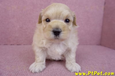 11/23馬爾泰迪公幼犬2號(高雄左營)1