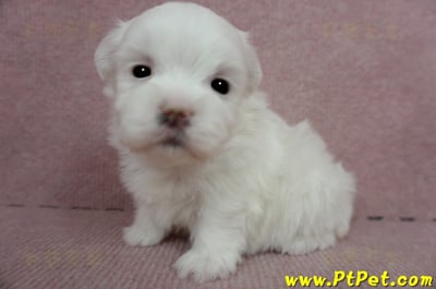 2/23白色馬爾泰迪 II 母幼犬(高雄鼓山)3