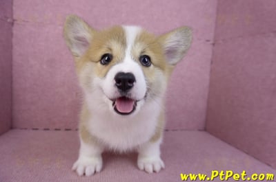 11/30雙色柯基犬母幼犬(屏東萬巒)1