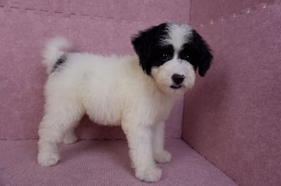 07/10迷你型花貴賓母幼犬(高雄楠梓)6