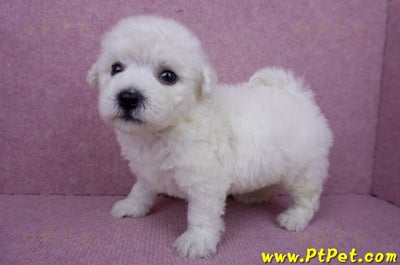 07/22比熊犬公幼犬2號(桃園市)8