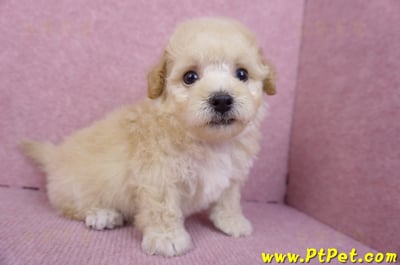 09/23泰迪比熊母幼犬3號(高雄大寮)8