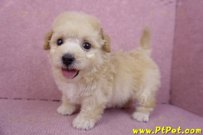 09/23泰迪比熊母幼犬3號(高雄大寮)1