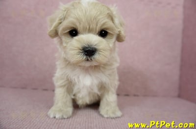 01/15奶油色馬爾泰迪 I 公幼犬(高雄大寮)5