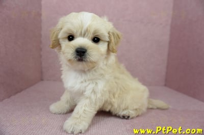 01/10奶油色馬爾泰迪公幼犬2號(花蓮光復)11