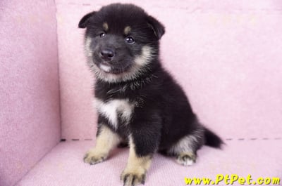 10/15黑色長毛柴犬公幼犬(基隆安樂)10