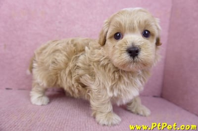 02/20馬爾泰迪公幼犬(嘉義市)8