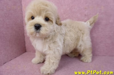 05/04馬爾泰迪公幼犬1號(新竹新埔)9