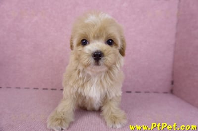 10/18馬爾泰迪母幼犬1號(台中烏日)5