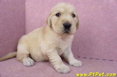 11/14黃金獵犬母幼犬4號(桃園八德)3